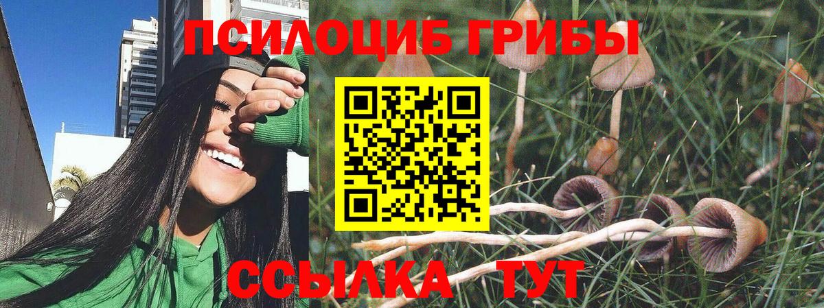 Псилоцибиновые грибы Psilocybine cubensis Гусиноозёрск